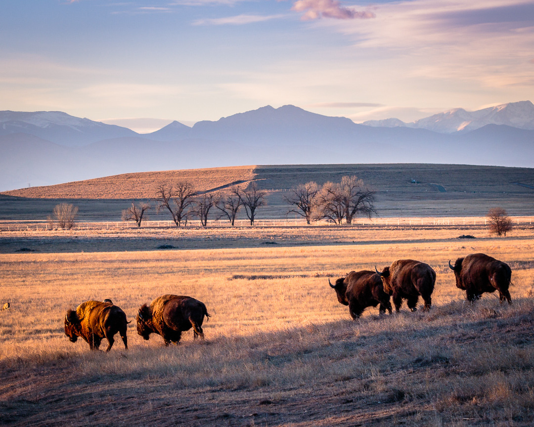 National wildlife. Животные США. Мэн штат-животный мир. 5 Животных в Америке. Из Америки для животных.